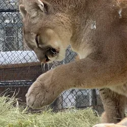 Big Bear Alpine Zoo - Big Bear Lake
