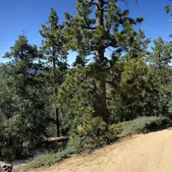 Pine Knot Village - Big Bear Lake