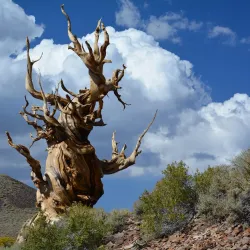Ancient Bristlecone Pine Forest - Bishop