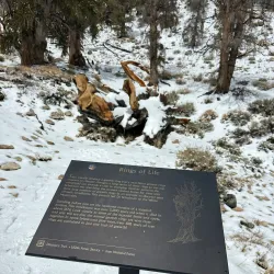 Ancient Bristlecone Pine Forest - Bishop