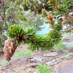 Ancient Bristlecone Pine Forest - Bishop