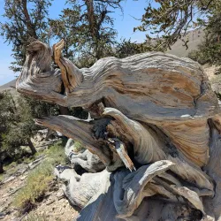 Ancient Bristlecone Pine Forest - Bishop