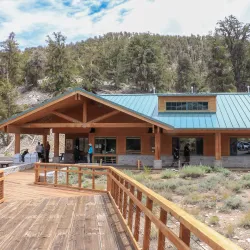 Ancient Bristlecone Pine Forest - Bishop