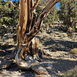 Ancient Bristlecone Pine Forest - Bishop