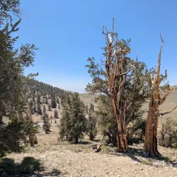 Ancient Bristlecone Pine Forest - Bishop