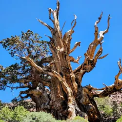Ancient Bristlecone Pine Forest - Bishop