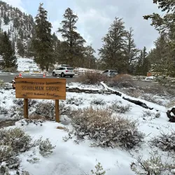 Ancient Bristlecone Pine Forest - Bishop