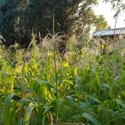 Bishop Paiute Tribe Cultural Center - Bishop