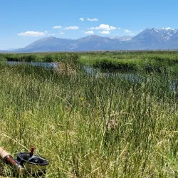 Owens River - Bishop