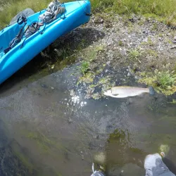 Owens River - Bishop