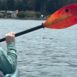 Bodega Bay Kayak Adventures - Bodega Bay