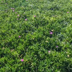 Bodega Bay Trail - Bodega Bay