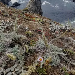 Bodega Bay Trail - Bodega Bay