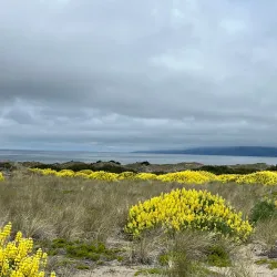 Bodega Dunes Campground - Bodega Bay