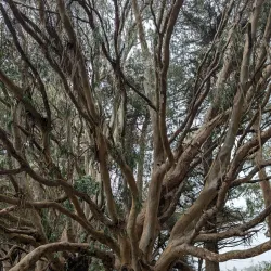 Bodega Dunes Campground - Bodega Bay