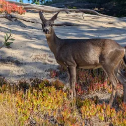 Bodega Dunes Campground - Bodega Bay