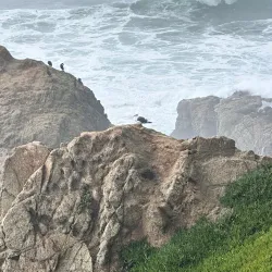 Bodega Head - Bodega Bay