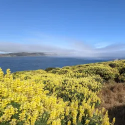Bodega Head - Bodega Bay