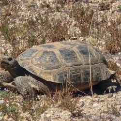 Desert Tortoise Natural Area - Boron