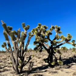 Mojave National Preserve - Boron