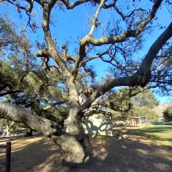 Camarillo Grove Park - Camarillo
