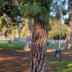 Lanark Park - Canoga Park