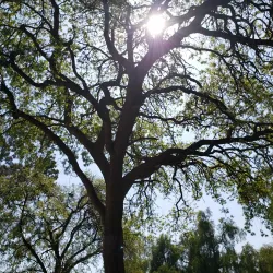 Lanark Park - Canoga Park