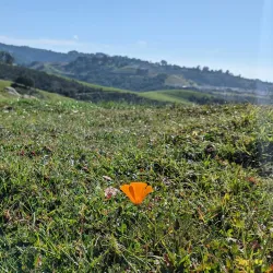 Five Canyons Open Space - Castro Valley