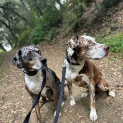 Five Canyons Open Space - Castro Valley