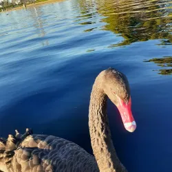 Cerritos Regional Park - Cerritos