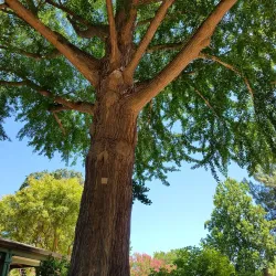 Bidwell Mansion State Historic Park - Chico