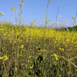 Butterfield Ranch Park - Chino Hills