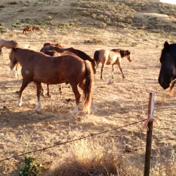 Butterfield Ranch Park - Chino Hills