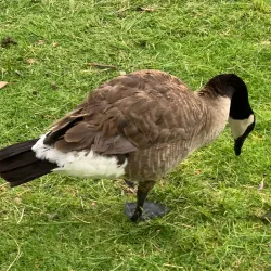 Carbon Canyon Regional Park - Chino Hills