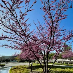 Chino Hills Community Center - Chino Hills