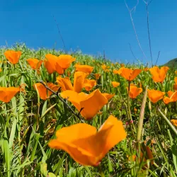 Chino Hills State Park - Chino Hills