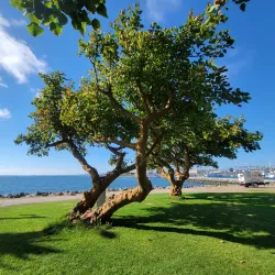 Bayfront Park - Chula Vista