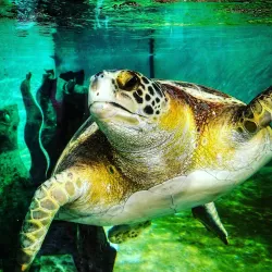 Living Coast Discovery Center - Chula Vista