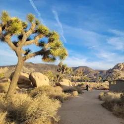 Joshua Tree National Park - Coachella