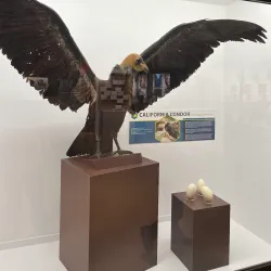 San Bernardino County Museum - Colton