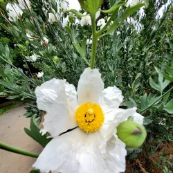 Markham Nature Park and Arboretum - Concord