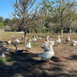 Newhall Community Park - Concord