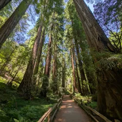 Muir Woods National Monument - Corte Madera