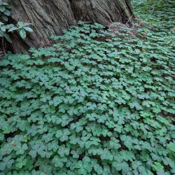 Muir Woods National Monument - Corte Madera