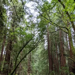 Muir Woods National Monument - Corte Madera