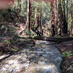 Muir Woods National Monument - Corte Madera