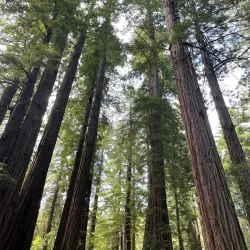 Muir Woods National Monument - Corte Madera