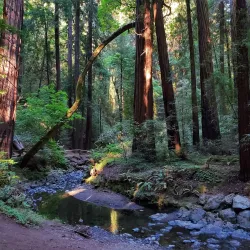 Muir Woods National Monument - Corte Madera