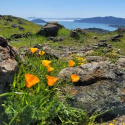Ring Mountain Open Space Preserve - Corte Madera