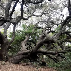 Ring Mountain Open Space Preserve - Corte Madera
